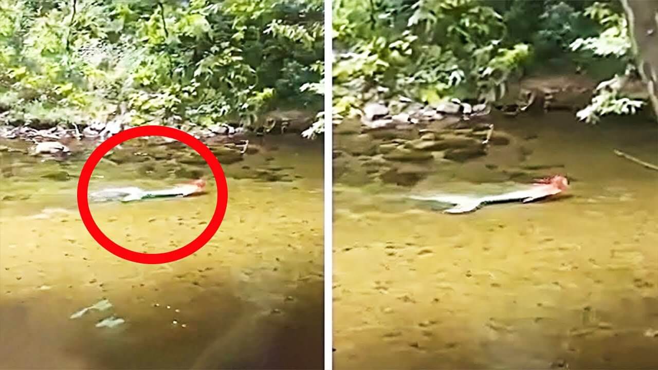 Tourists Spot Weird Figure In River – They Turn Pale When They Take A Closer Look