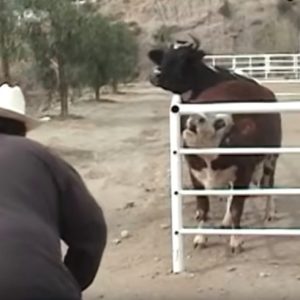 Cow cries all day and night for her lost calf – then she looks through the gate and sees the unimaginable.