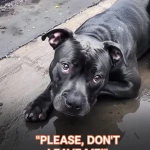 A Pitbull Abandoned and Losing Faith in Humanity Is Reminded of Love by a Cancer Patient