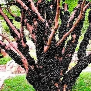 An Energizing Fruit with Multiple Uses