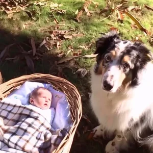 A Man Is Drawn to His Dog’s Barking from Afar and Discovers It Sitting Protectively Next to an Abandoned Infant
