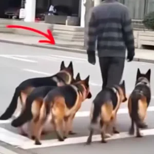 At first, it seemed like he was simply walking his dogs. But after five seconds, when people took a closer look, they froze in horror at what unfolded before their eyes.