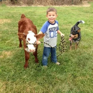 HE NAMED THE CALF “BUTTONS”—BUT ONCE THE TRUCK PULLED UP, GRANDPA WOULDN’T LOOK HIM IN THE EYE