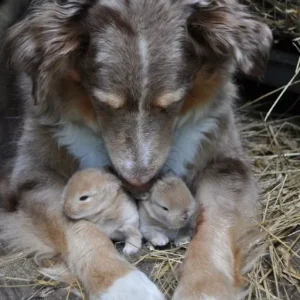 I CAUGHT MY DOG HIDING SOMETHING—AND IT CHANGED EVERYTHING I THOUGHT I KNEW