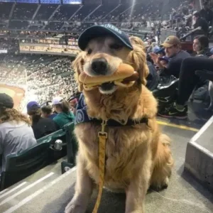 MY DOG STOLE A HOT DOG AT THE BALLGAME—BUT INSTEAD OF GETTING MAD, THE CROWD DID SOMETHING I NEVER EXPECTED