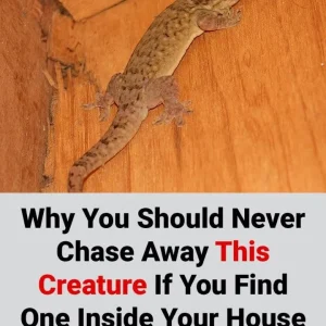 Why You Should Never Chase Away This Creature If You Find One Inside Your House