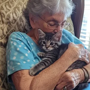 My MIL Got A Kitten At 77 — Am I The Only One Who Thinks This Is A Terrible Idea?