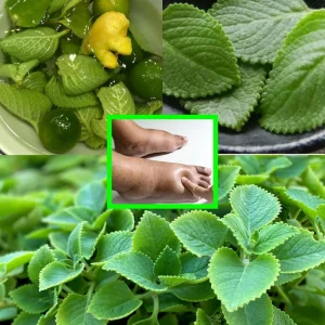 11 Reasons Every Home Should Grow This Plant – It Will Benefit Everyone in Your Family