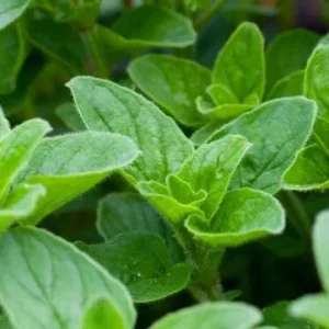 If You Have This Plant At Home You Have A Treasure