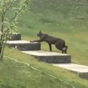 Rare Creature Caught On Camera For The 1st Time, Leave Scientists Stunned