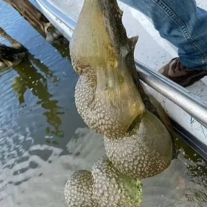Mysterious ‘alien egg pod’ pulled from Oklahoma lake, officials warn not to be ‘alarmed’
