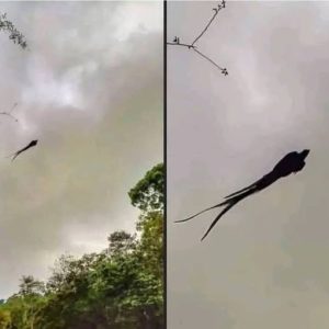 Majestic captured in Mexico…See More