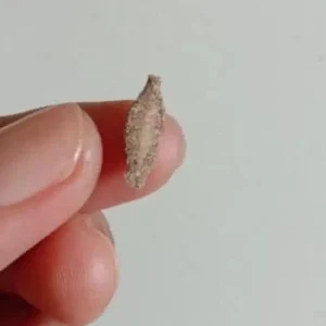 This is the Kamitetep, a Species of Moth (Phereoca Uterella ) that Clings to the Walls of the House