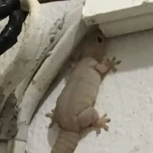 The Mysterious Meaning of the Appearance of an Owl and Other Lucky Animals