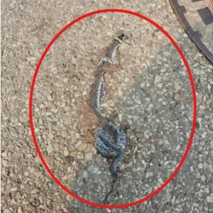 I saw a strange object on the street – at first I thought it was just trash, but when I got closer, I was horrified