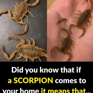 The meaning of finding scorpions in your home: their symbolism and energy