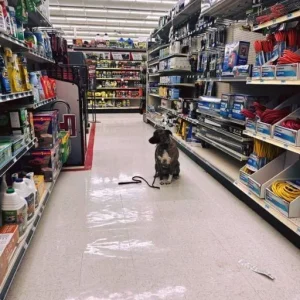 I FOUND A DOG SITTING ALONE IN THE HARDWARE AISLE—AND HER TAG SAID JUST ONE WORD