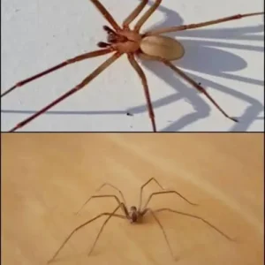 Be Careful! This Spider Will Harm You With Just One Bite.