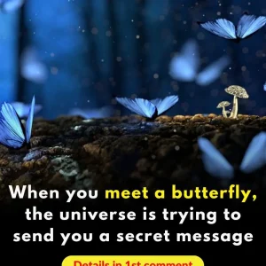 Butterflies Are Spirit Messengers. Here’s What They Can Mean for You