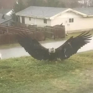 Giant Eagle Captured In Brownsville, Texas: A Stunning Discovery That Has Experts Baffled