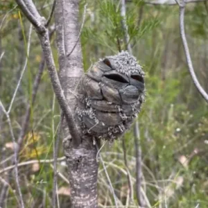 Woman spots what she thinks is a happy bird in the forest – then suddenly realizes her mistake