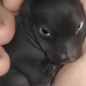 Man brought home a strange creature from the forest A year late he was shocked by what had grown out of it