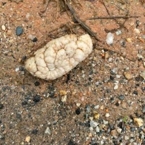 I discovered a strange thing on the roadside and assumed it was a brain, but the truth was even worse.