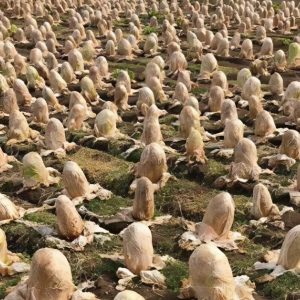 A farmer found something strange in his garden and shared photos: internet users can’t figure out what it is