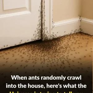 When ants randomly crawl into the house, here’s what the Universe is trying to tell you