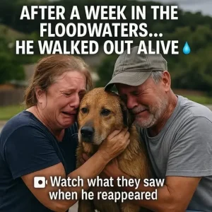 A Miracle Amid the Flood, Family Reunites with Lost Dog in Texas