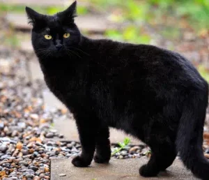 What does it mean to meet a black cat?