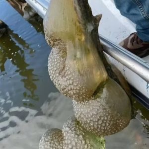 Fishermen pulled something unusual and very scary out of the lake: local residents were shocked when they realized what it was