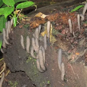 What Is The Strange Fungus That Looks Like a Hand