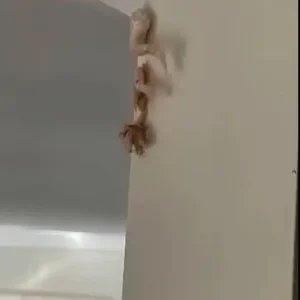 This morning, I saw a pinkish lump on my wall and called the landlord right away