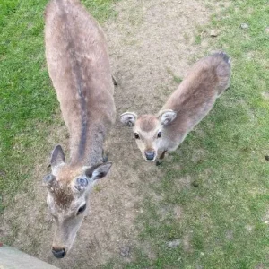I THOUGHT THEY WERE JUST CURIOUS DEER UNTIL I SAW WHAT THE LITTTLE ONE WAS CARRYING