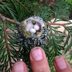These Tiny Eggs and Nests in Your Yard Are Protected by Law – Always Pay Attention!