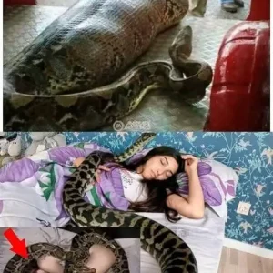 Woman slept with her python every night until the vet showed her a surprising ultrasound