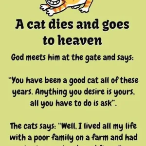 Heavenly Humor: A Cat’s Delightful Afterlife Tale