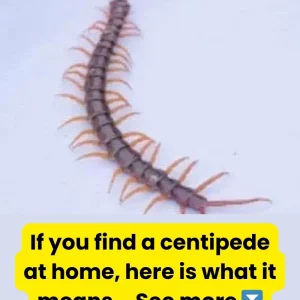 This is what it means to find a centipede in the house