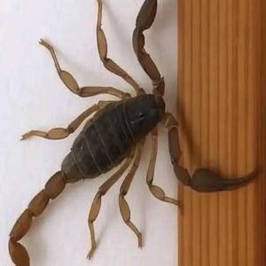 Spiritual meaning of scorpions. What messages do they give us?