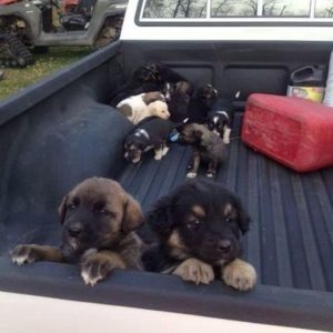 I ended up with a truck full of puppies after stopping for gas in the middle of nowhere