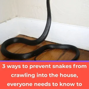 3 Effective Ways to Prevent Snakes from Entering Your Home Everyone Should Know to Protect Their Family