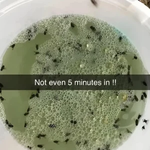 DIY Natural Bug Repellent to Keep Insects Away!DIY Natural Bug Repellent to Keep Insects Away!