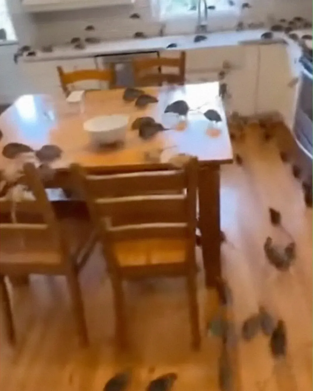 My Neighbor Tried to Drive Us Away — But Life Had Other Plans