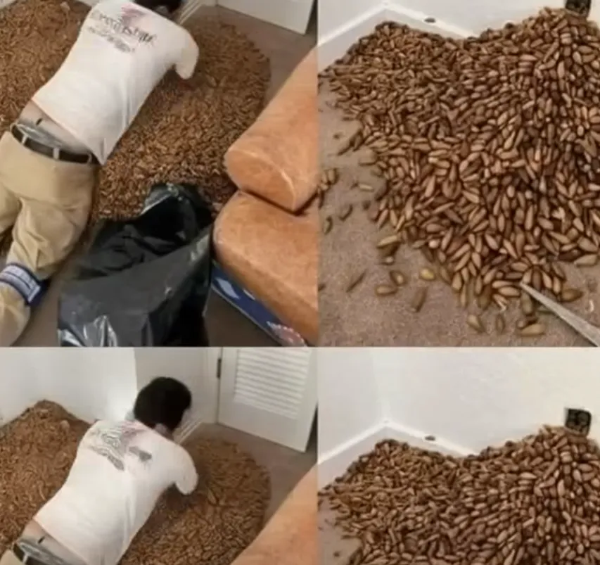 A Strange Smell Led Him to the Wall — What He Found Changed How He Saw Everything