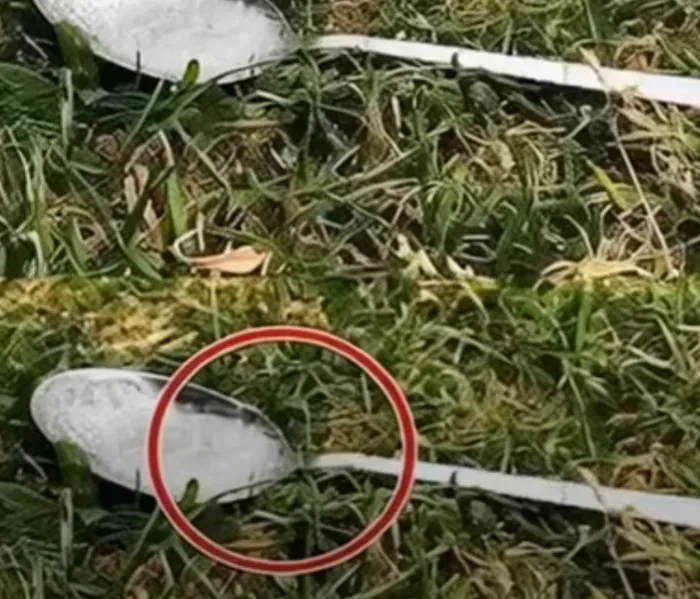 Always Put A Spoon Of Sugar In Your Backyard Before Leaving The House. Here’s Why