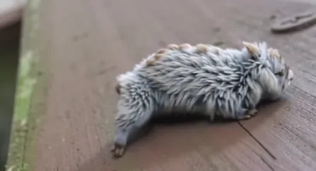 Mysterious Furry Creature Found on Park Bench Amazes Onlookers