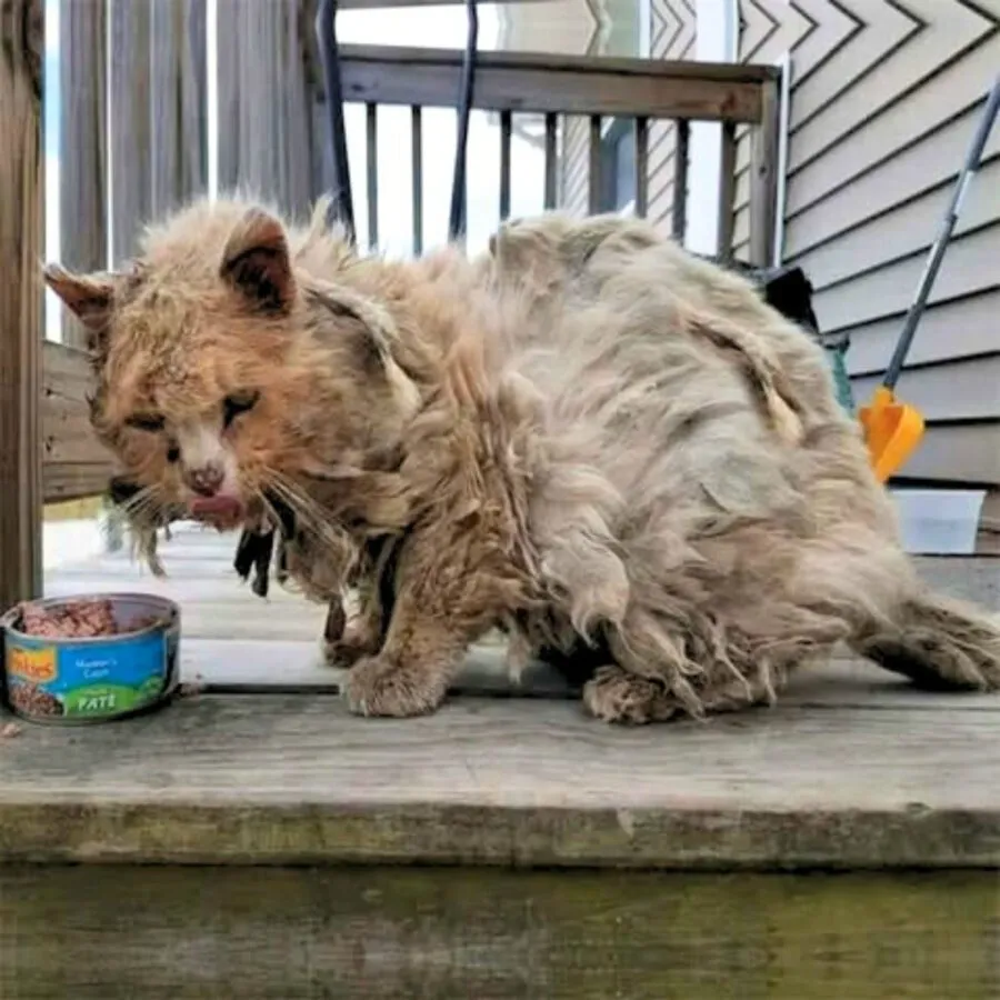 The Shaggy Street Cat Who Found Healing Hope and a Home