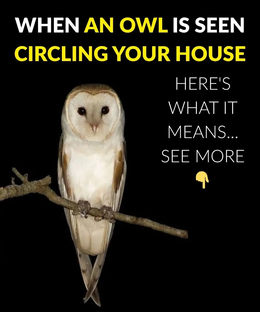 When an Owl Circles Your Home: What Nature Might Be Trying to Tell You