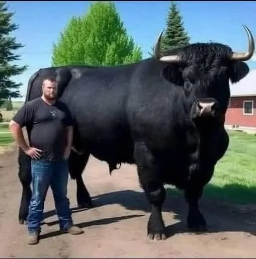 The Young Black Angus Bull That Taught a Farmer the Power of Patience
